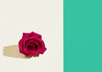 A red rose  on a beige and green background. Copy space. Minimal concept of romance and love. Valentine's pattern. Flat lay.
