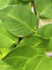 Closeup view of tropical vine growing flat against a wall with irregular overlapping leaves