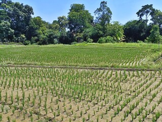 Bali rice field with neat rows of green rice plants horizontal landscape background
