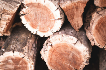 Close-Up of a Felled Tree