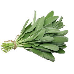 Obraz premium Fresh sage herb, Bundle sage leaves on transparent background