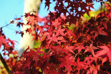 Autumn Leaves - Kyoto