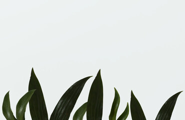 Green leaves on white background