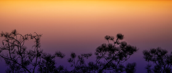 Abstract, Scenery tranquil nature silhouette of Pinus kesiya tree leaf branch on twilight sunset sky background with dark tone violet and orange color so beautiful. Dramatic shadow feeling of lonely.