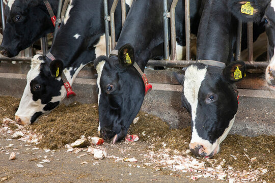 Cows in stable eating roughage and fodder beets at feeding gate on a dairy farm. Netherlands. Modern Dutch farming. 