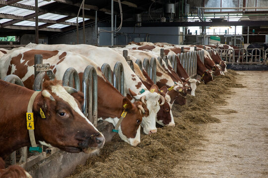 Cows in stable eating roughage at feeding gate on a dairy farm. Netherlands. Modern Dutch farming. 