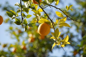 Lemon garden ready for harvest. Fresh yellow ripe lemons with green leaves.