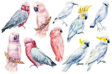 Big set of tropical birds, Set Parrots on isolated white background, bright exotic bird watercolor painting. cockatoo © Hanna