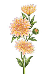 orange chrysanthemum 