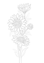 PNG  Chrysanthemum flower