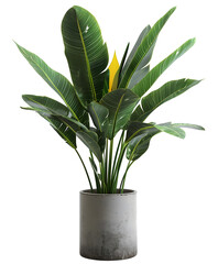 Green houseplant in pot PNG