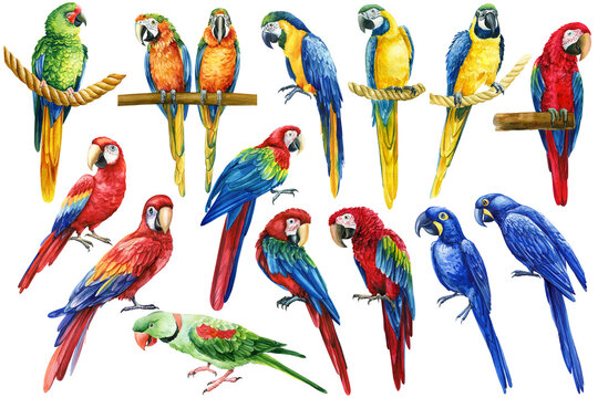Colorful parrot, red, blue and yellow macaw, set tropical bird isolated white background, watercolor illustration design