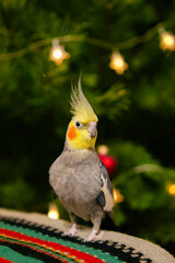 Yellow cockatiel parrot.Cute cockatiel.Home pet parrot.The best cockatiel.Beautiful photo of a...