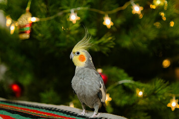 Yellow cockatiel parrot.Cute cockatiel.Home pet parrot.The best cockatiel.Beautiful photo of a...