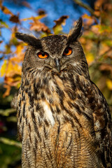 The European Eagle Owl
