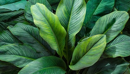 leaves of spathiphyllum cannifolium abstract dark green texture nature background tropical leaf