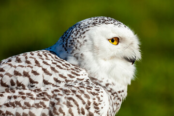 A white snowy owl 