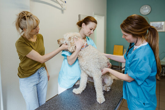 Female vet examining labradoodle dog on examination table while nurse assisting by owner in clinic