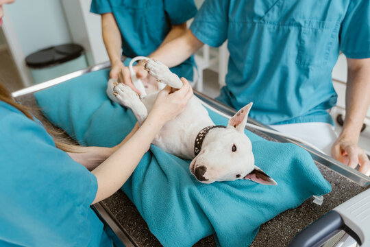 Bull terrier lying on examination table while vets performing ultrasound in clinic at hospital