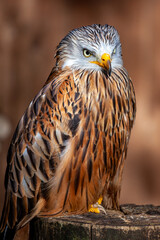 A portrait of a red kite