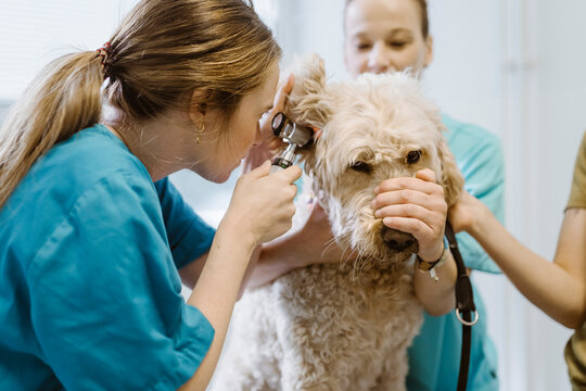 Female vet checking ear of labradoddle during routine checkup in veterinary clinic
