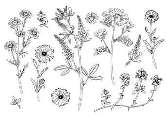 Herb Flower Set Vector outline illustration. Hand drawn clipart bundle of calendula and medicinal chamomile. Black line art of officinalis wildflower and leaves. Linear drawing on isolated background - obrazy, fototapety, plakaty