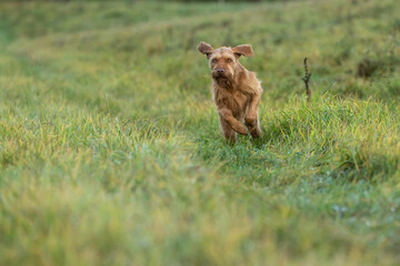Ungarischer Jagdhund