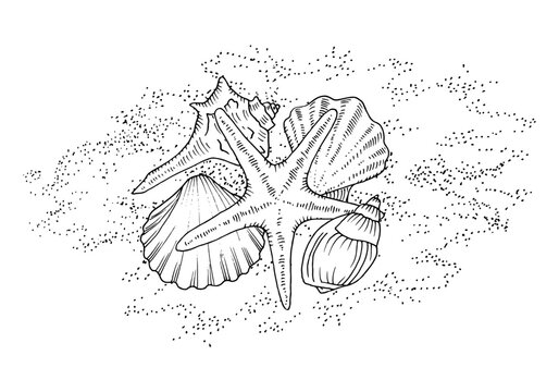 Shells on the sand. Vector outline illustration of Sea bottom. Hand drawn graphic clipart of beach. Linear drawing on isolated white background. Black contour line art of conch and starfish