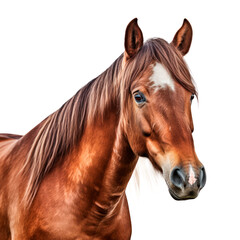 Horse portrait isolated on transparent background. AI generated. PNG