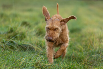 Ungarischer Jagdhund