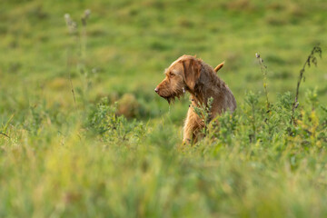 Ungarischer Jagdhund