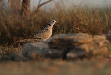 Ring necked dove perching on the ground. Animal background.