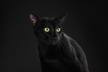 Adorable cat with green eyes on black background. Lovely pet