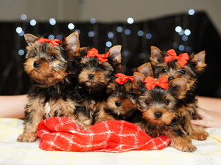 Yorkshire terrier puppies sit on a red blanket against a bokeh background. Cute puppies with red bows on their heads look at the camera