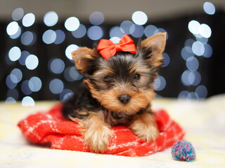 Yorkshire terrier Puppy sits on a red blanket against a bokeh background. Cute little Dog with a red bow on his head looks at the camera. Domestic pets