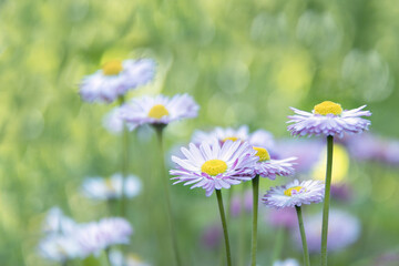 Spring meadow. Camomile. Flowers. Spring Background