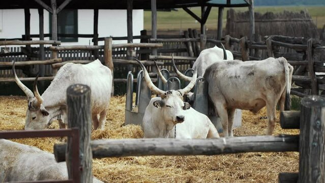 Hungarian Grey Cattles in Kali Basin Hungary This domestic animal - cattle is known as Grey Cattle Hungarian Steppe Cattle.