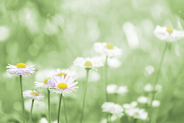 Spring, summer background. Meadow flowers. Camomile.