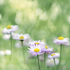 Spring, summer meadow. Meadow flowers. Camomile