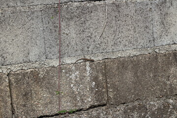 lizard on old stone wall