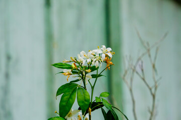Close up of the small white flower in front of the vintage garden florist.