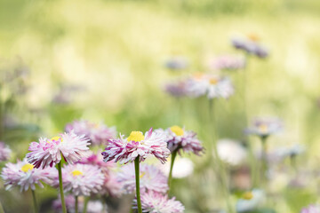 Daisies in a meadow on a sunny day. Spring, summer background. Meadow flowers