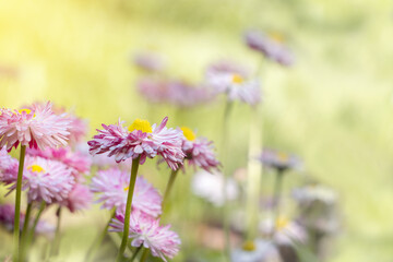 Daisies in a meadow on a sunny day. Spring, summer background. Meadow flowers.