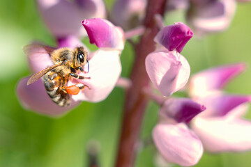 Spring, summer background. Honey bee on wildflowers.