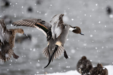 雪の中、羽ばたく水鳥のカモ