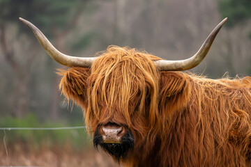 Scottish highlander cow at the heath of Westerheide - obrazy, fototapety, plakaty