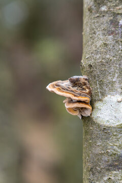 Trametes versicolor fungi mushroom on a tree
