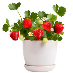 Strawberry plant in a white pot on a transparent background. For the houseplant concept.