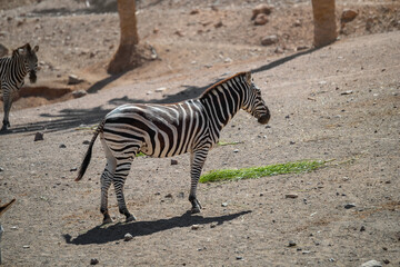 Portrait of a zebra on a sunny summer day. Fuerteventura, Canary Islands, Spain.