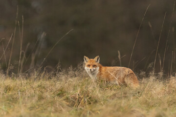 Rotfuchs im hohen Gras